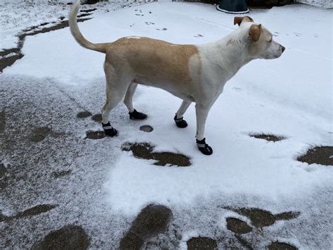 Waterproof Dog Boots - Waterproof Dog Shoes – PetPawsabilities