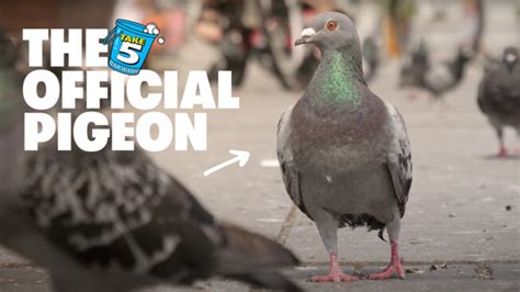 Did a Pigeon Poop on Your Car? Take 5 Solves the Mystery