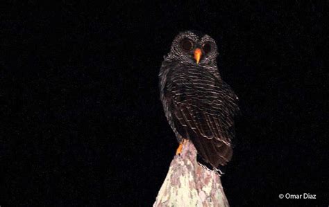 Black-banded Owl (Ciccaba huhula) - Peru Aves