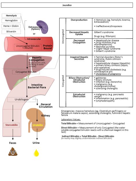 View in full resolution Med School, Nursing School, Gilbert's Syndrome, Hemolytic Anemia ...