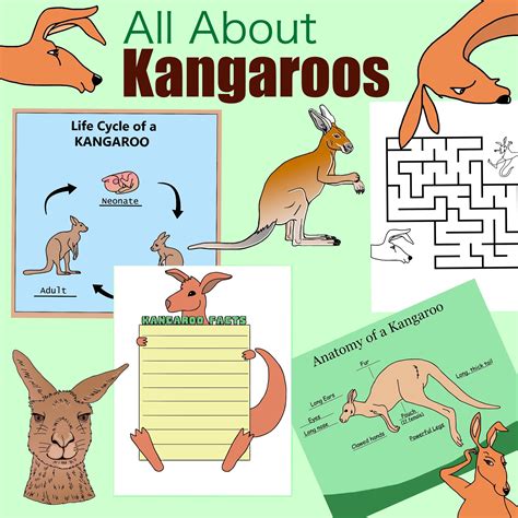 All About The Kangaroo Activities Life Cycle Clipart More, 44% OFF