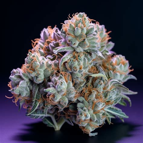 What are the features of the Blue Cheese strain? – Barneys Farm