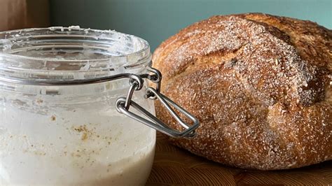 A sourdough starter for starters