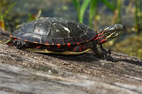 Painted Turtle Care: How to deal with a Painted Turtle as a pet?