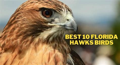 Best 10 Florida Hawks Birds - Birds Coach