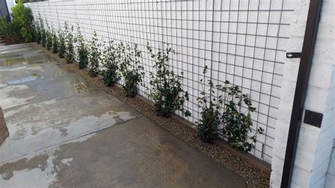 Wire Trellis for Star Jasmine vines | Star jasmine trellis, Climbing plants, Jasmine vine