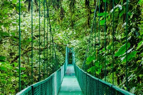 Monteverde Cloud Forest: An exploration of the beauty of the cloud ...