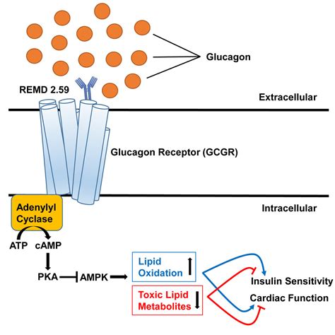 Glucagon Receptor Antagonism Improves Glucose Metabolism and Cardiac ...