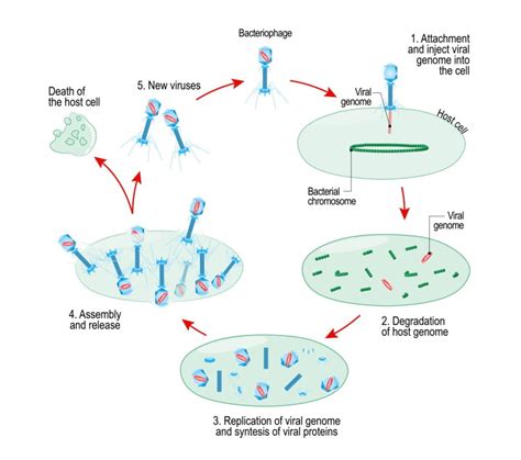 Diagram Of Virus Reproduction