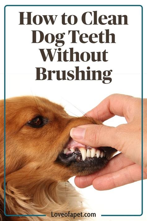 How to Clean Dog Teeth Without Brushing: 5 Easy Ways - Love Of A Pet | Dog teeth cleaning, Dog ...