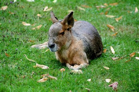 Download free photo of Pampashase,patagonian mara,rodents,rabbit,mara mammal - from needpix.com