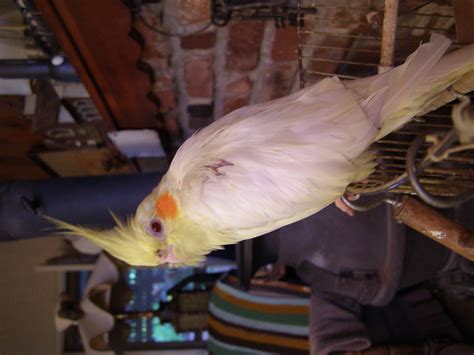 albino cockatiel | Fish pet, Cockatiel, Albino