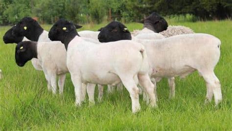 Dorper Sheep Breed Information, History & Facts - RaisingSheep.net