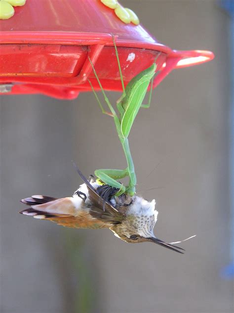 Giant Praying Mantis Eating Bird