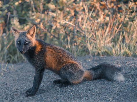 Check Out This Outstanding Photographs of Cross Fox (A.k.a. Melanistic Fox)