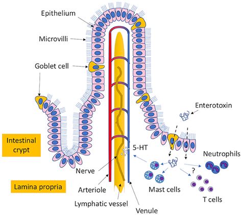 Frontiers | Basis of Virulence in Enterotoxin-Mediated Staphylococcal ...