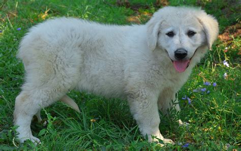 Kuvasz Dog Info, Puppies, Temperament, Mixes, Pictures