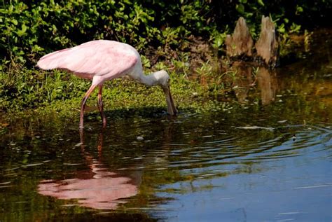 Roseate Spoonbill: Iconic Florida Wading Bird | Focusing on Wildlife