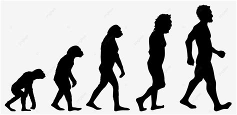 Perfil Gráfico De La Evolución Humana PNG ,dibujos Hombre, Humano, Homo PNG Imagen para Descarga ...