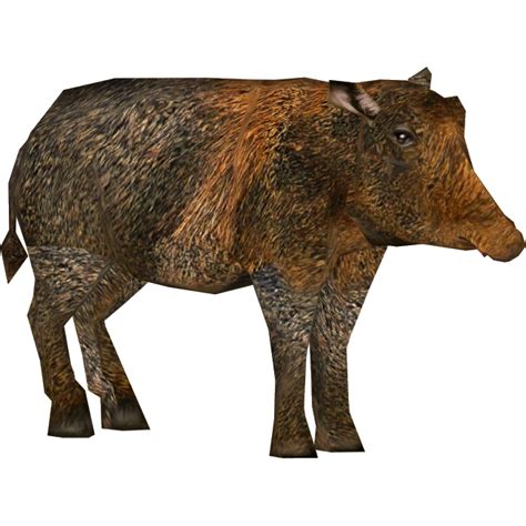 Peccaries PNG Images Transparent Free Download