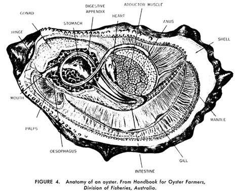 Anatomy of an Oyster | Oysters, Art inspiration, Art