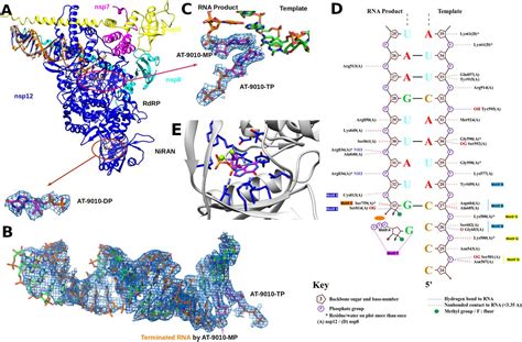 Nsp12 Nsp7 Nsp8 2 Cryo Em Structure | Thermo Fisher | Bioz