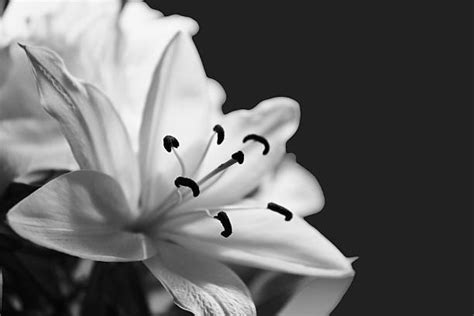 Lilies Funeral Stock Photos, Pictures & Royalty-Free Images - iStock