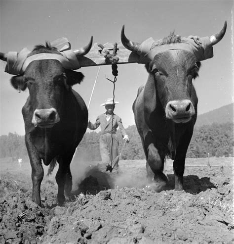 Ox And Plough by George Pickow