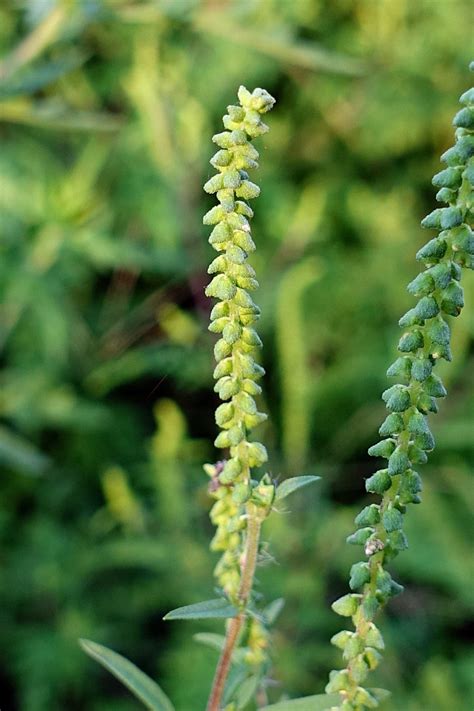 Ambrosia artemisiifolia - Wildflowers of the National Capital Region