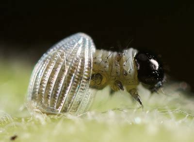 All of Nature: Monarch Butterfly Egg Hatching