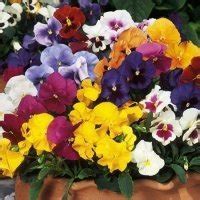 Plant of the week: Winter Pansies | Garden Centre Guide