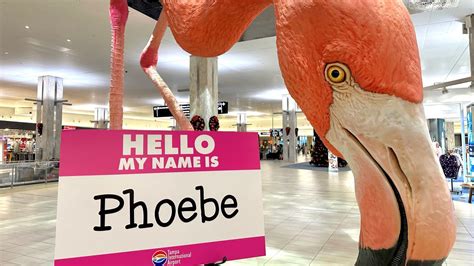 Tampa International Airport's giant flamingo named Phoebe - Axios Tampa Bay