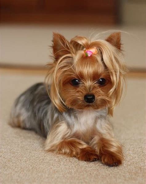 Pin by Sharon Chrisco on yorkies & cats | Yorkie puppy, Cute puppies, Terrier puppies