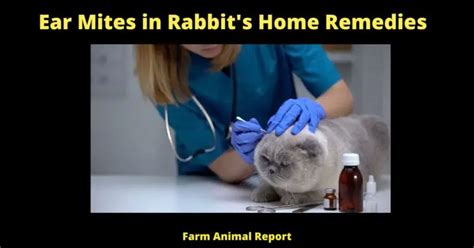 5 Solutions: Ear Mites In Rabbit's Home Remedies?