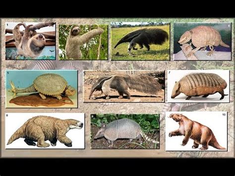 Evolution of Xenarthra - YouTube