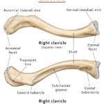 Ulna – Definition, Location, Anatomy, Functions, Labeled Diagram