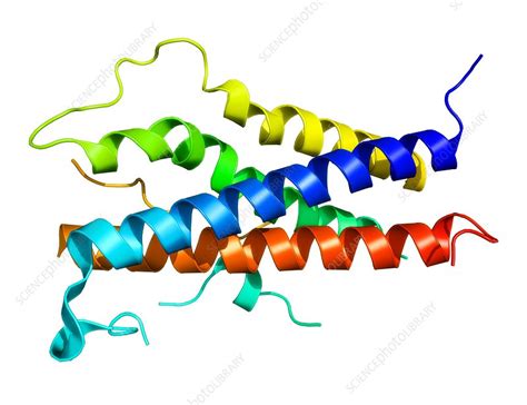 Human placental lactogen hormone molecule - Stock Image - C003/3145 ...