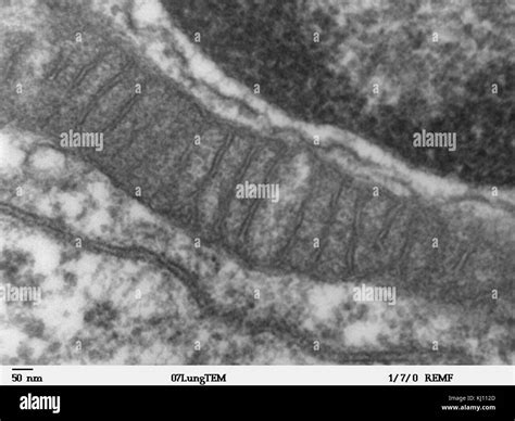 Mitochondria tem Black and White Stock Photos & Images - Alamy