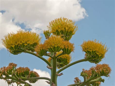 Agave americana - Century Plant | World of Flowering Plants