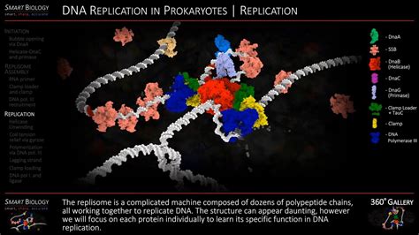 DNA Replication Animation 3D Molecular Biology - YouTube