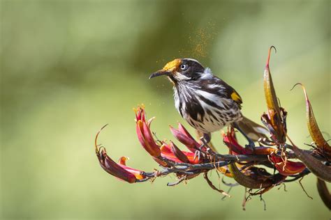 Birds - The Australian Museum