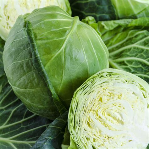 Golden Acre Cabbage Seeds - Non-GMO, Perfect for Winter Harvest, Long-Lasting Storage