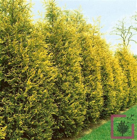 CUPRESSOCYPARIS LEYLANDII CASTLEWELLAN GOLD - Vivai Marche