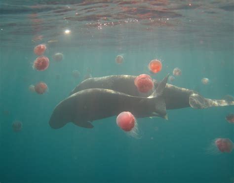 Dugong Watching – Dugong Dive Center