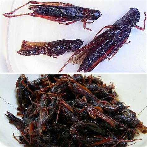 Eating Grasshoppers And Locust - Inago No Tsukudani | POGOGI Japanese Food