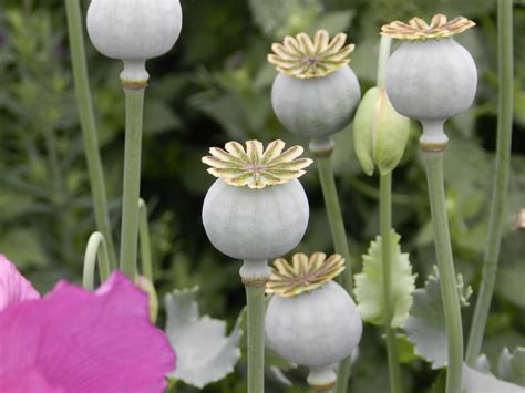 Poppy Seed Pods 1 Free Stock Photo - Public Domain Pictures