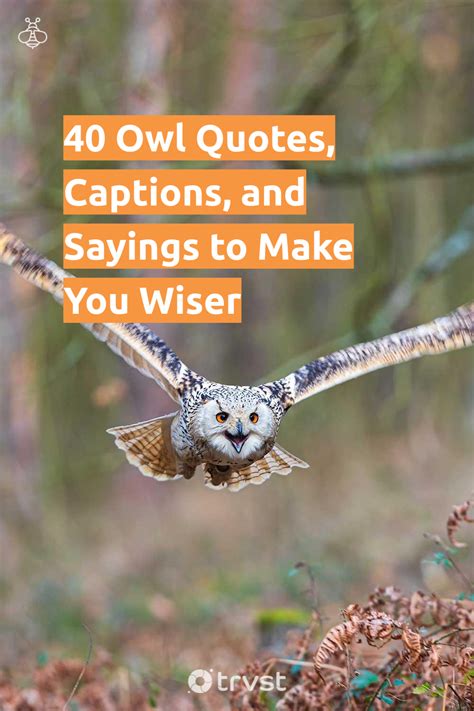 Owl quotes – Artofit