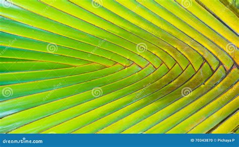 Stalk Leaf Of Bases On A Travelers Palm Stock Photo - Image of natural ...