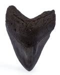 Megalodon Shark Tooth. Carcharocles megalodon. Miocene. Morgan | Lot #79016 | Heritage Auctions