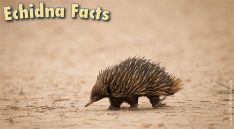 Echidna Facts, Information And Pictures From Active Wild